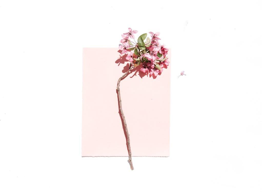 Цветок с розовыми лепестками на белой и розовой поверхности