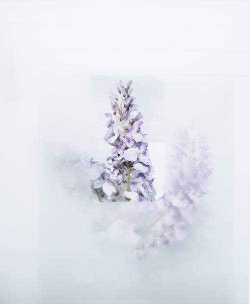 Weißblättrige Blumen Auf Einem Weißen Hintergrund