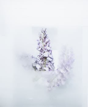 精致的薰衣草搭配柔软模糊的背景，非常适合极简主义装饰