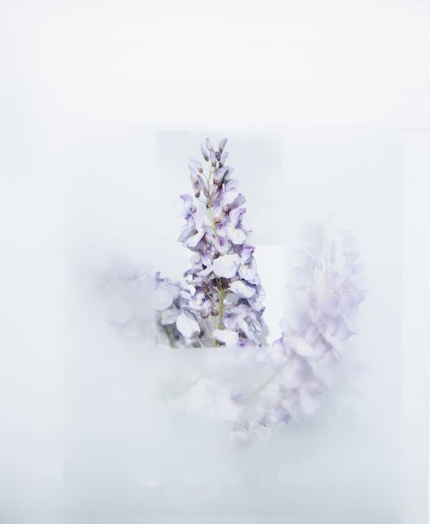 White-petaled Flowers on a White Background