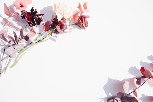 Pink and White Flowers on White Wall