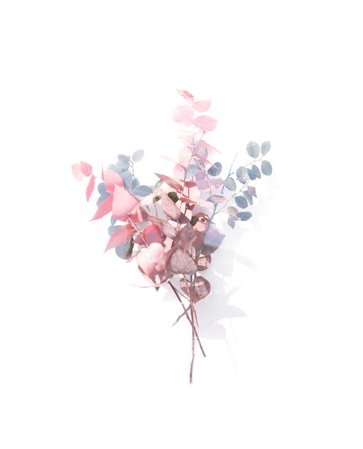 Delicate pastel eucalyptus branches arranged on a white background, creating a minimalist floral composition.