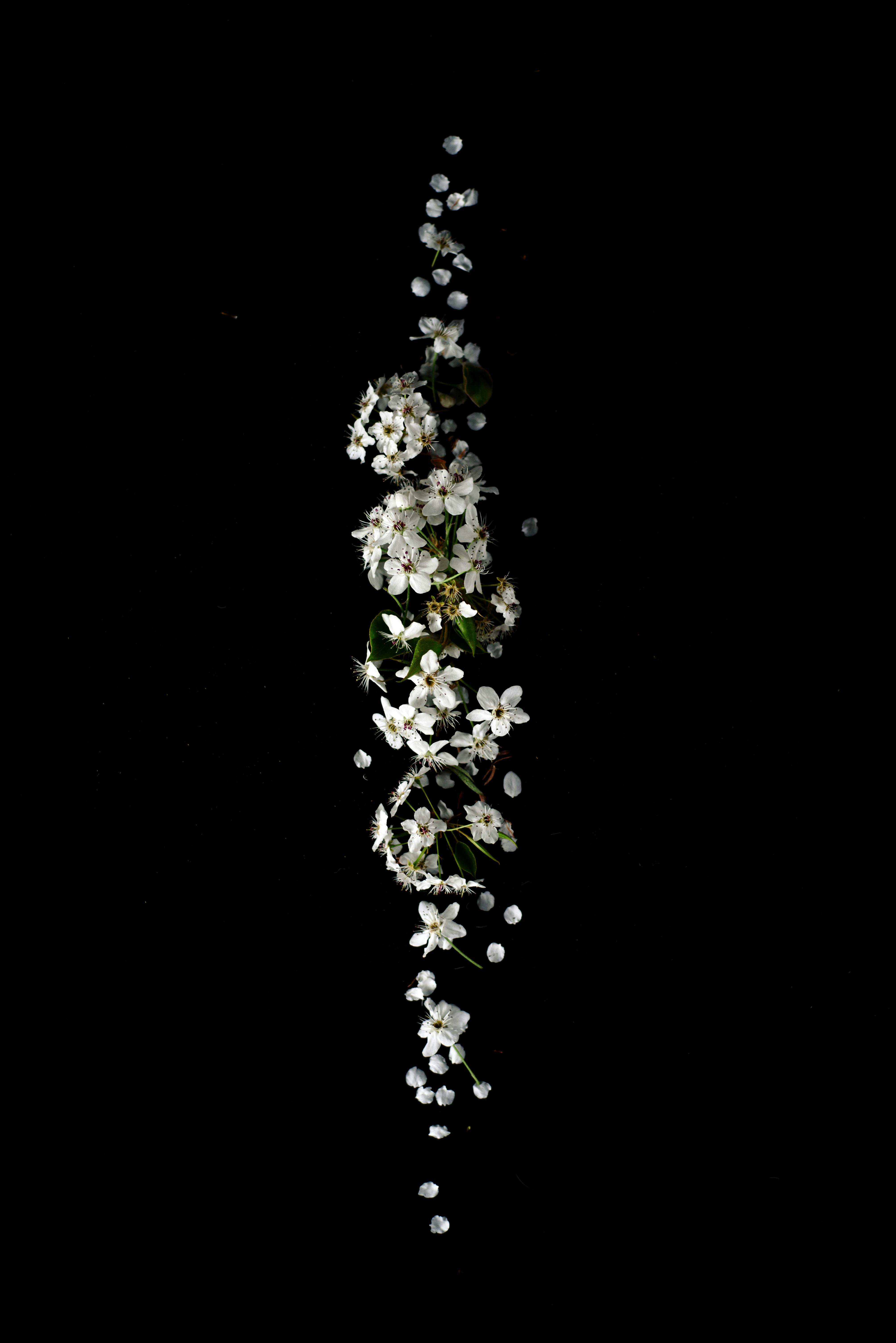 HD white flowers wallpapers | Peakpx