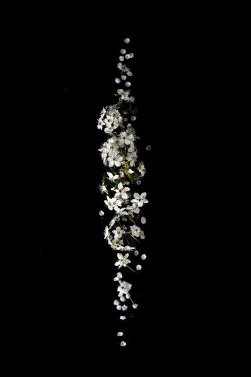 Gratis lagerfoto af blomster, hvide blomster, smukke blomster Lagerfoto