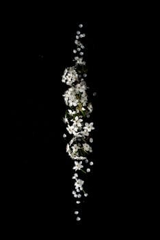 在黑色背景上，极简主义的白色花朵以细细的线条呈现