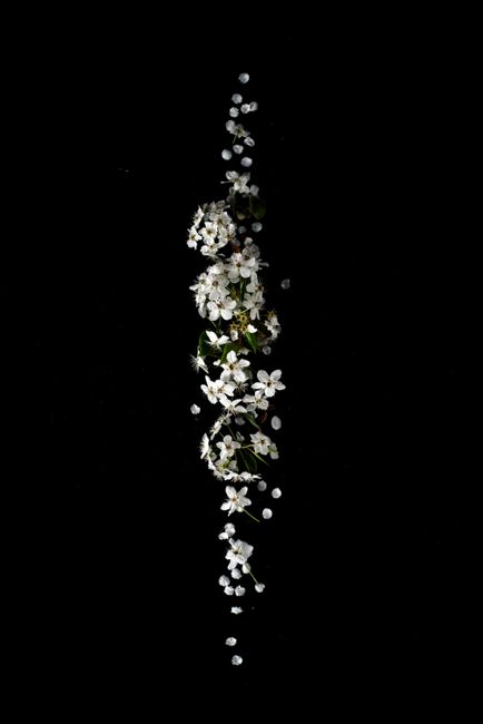 Minimalist display of white flowers in thin line on a black background.
