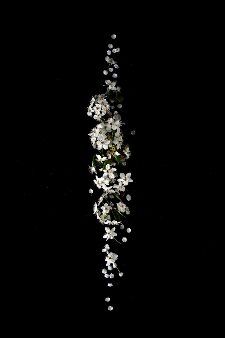 White Flowers