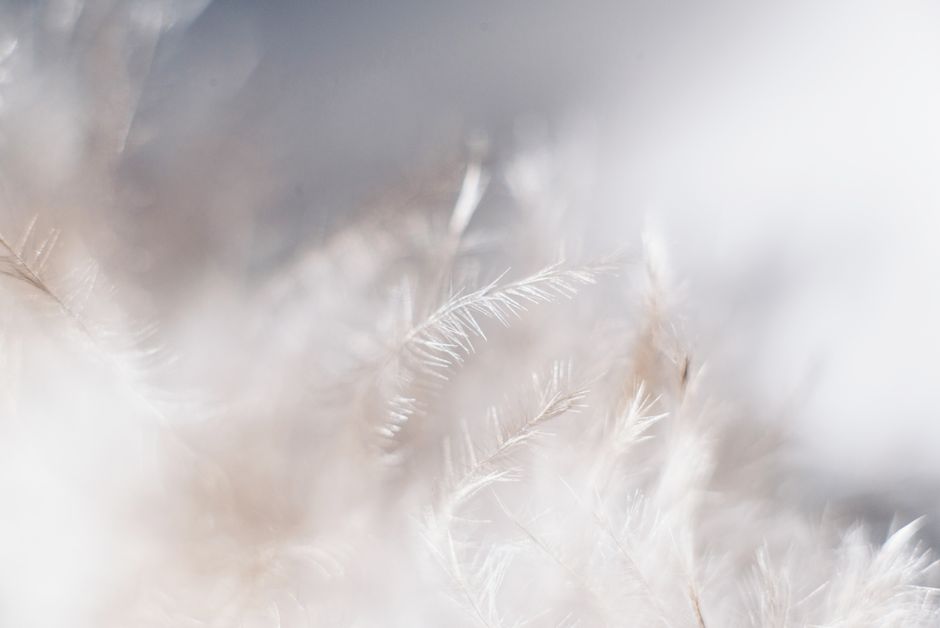 Delicate white feather in soft focus, creating an airy, bright, and ethereal abstract background.