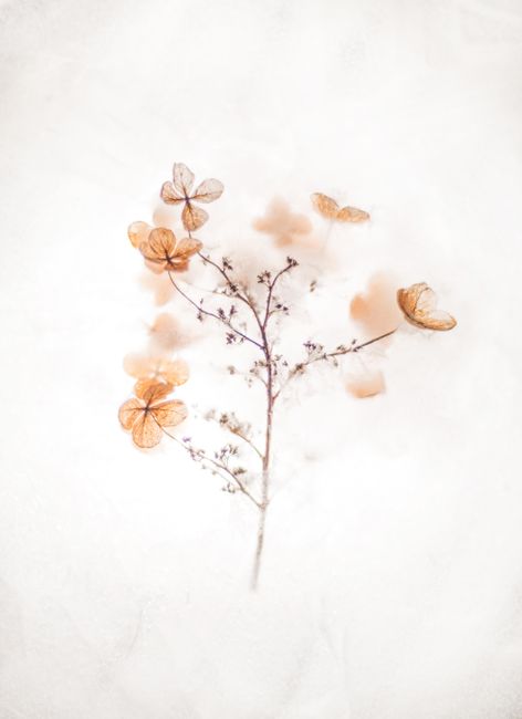 Ethereal dried flowers against a soft, neutral background, showcasing natural beauty.