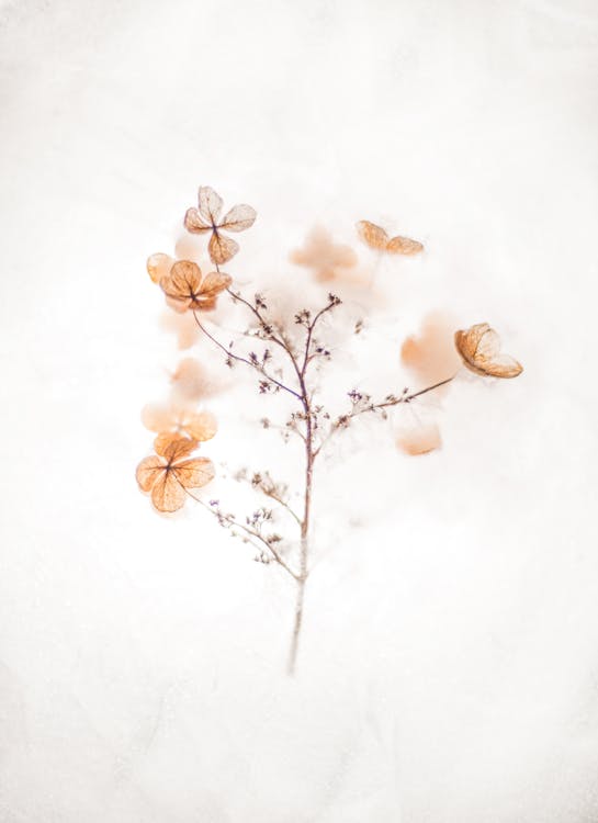 Brown 4-petaled Flowers