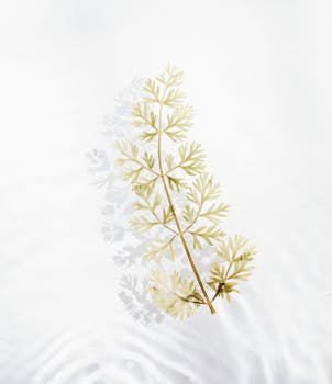 A single leaf branch casting a shadow on a white reflective surface, showcasing natural elegance.
