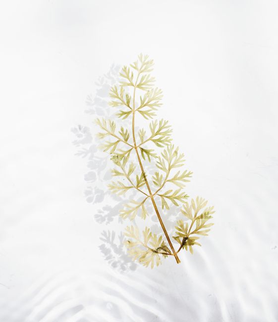 A single leaf branch casting a shadow on a white reflective surface, showcasing natural elegance.
