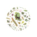 在白色背景上，多样化的多肉植物和叶子平坦排列，突出了纹理与颜色