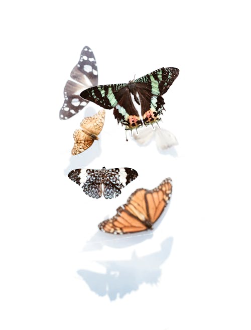 Nahaufnahme Foto Von Verschiedenen Schmetterlingen