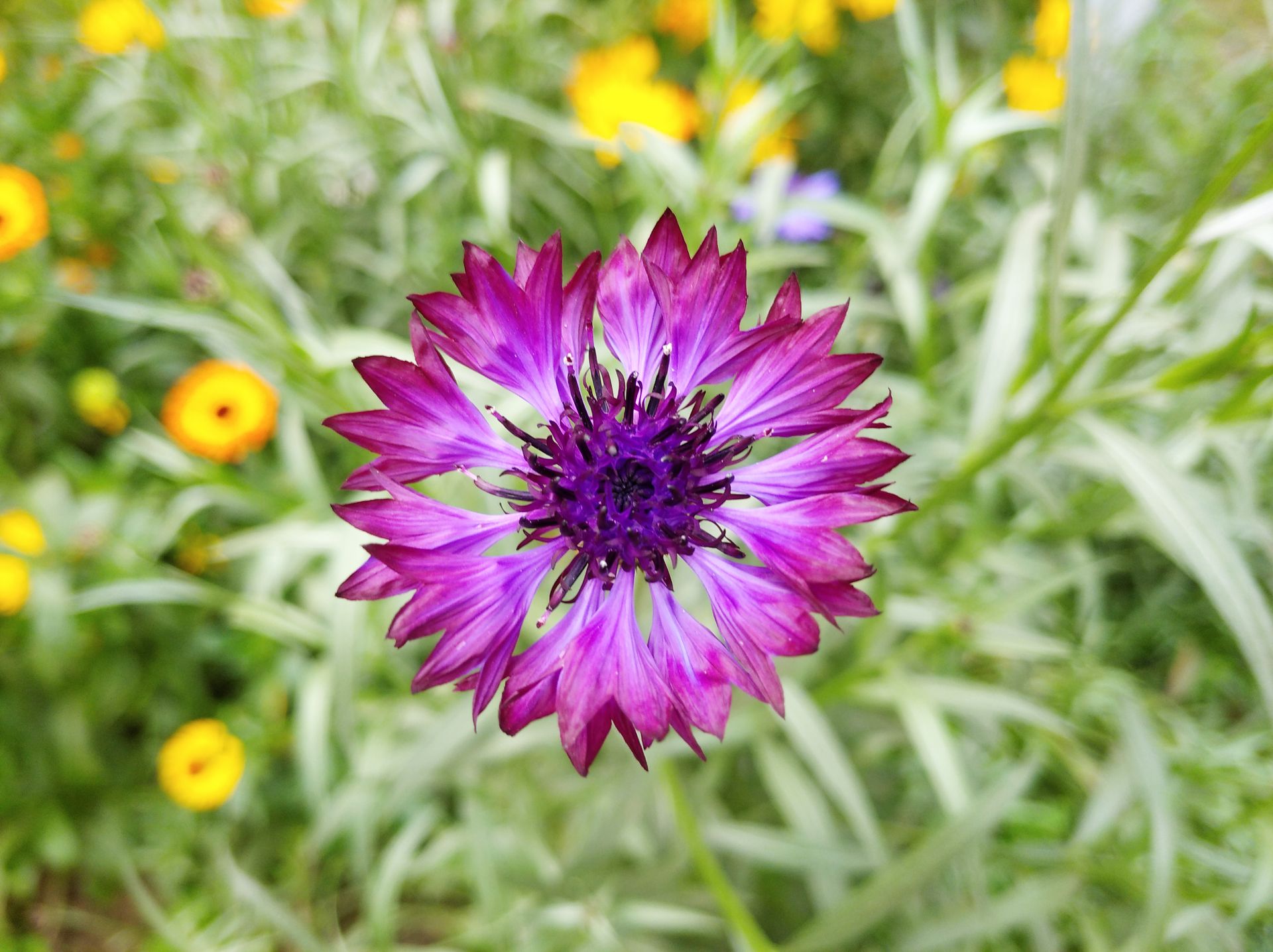 Captivating top view of a vibrant purple cornflower in a lively meadow setting with yellow accents.