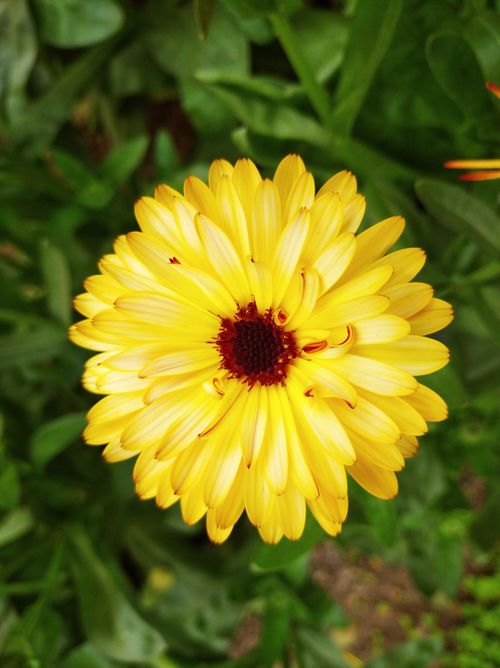 Free Close-up of a vibrant yellow marigold flower blooming in natural green surroundings. Stock Photo