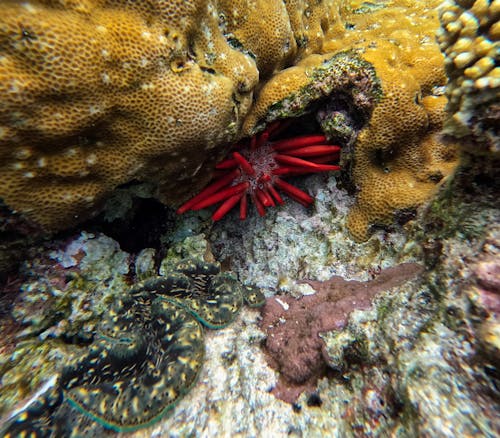 Free stock photo of pencil, red, sea