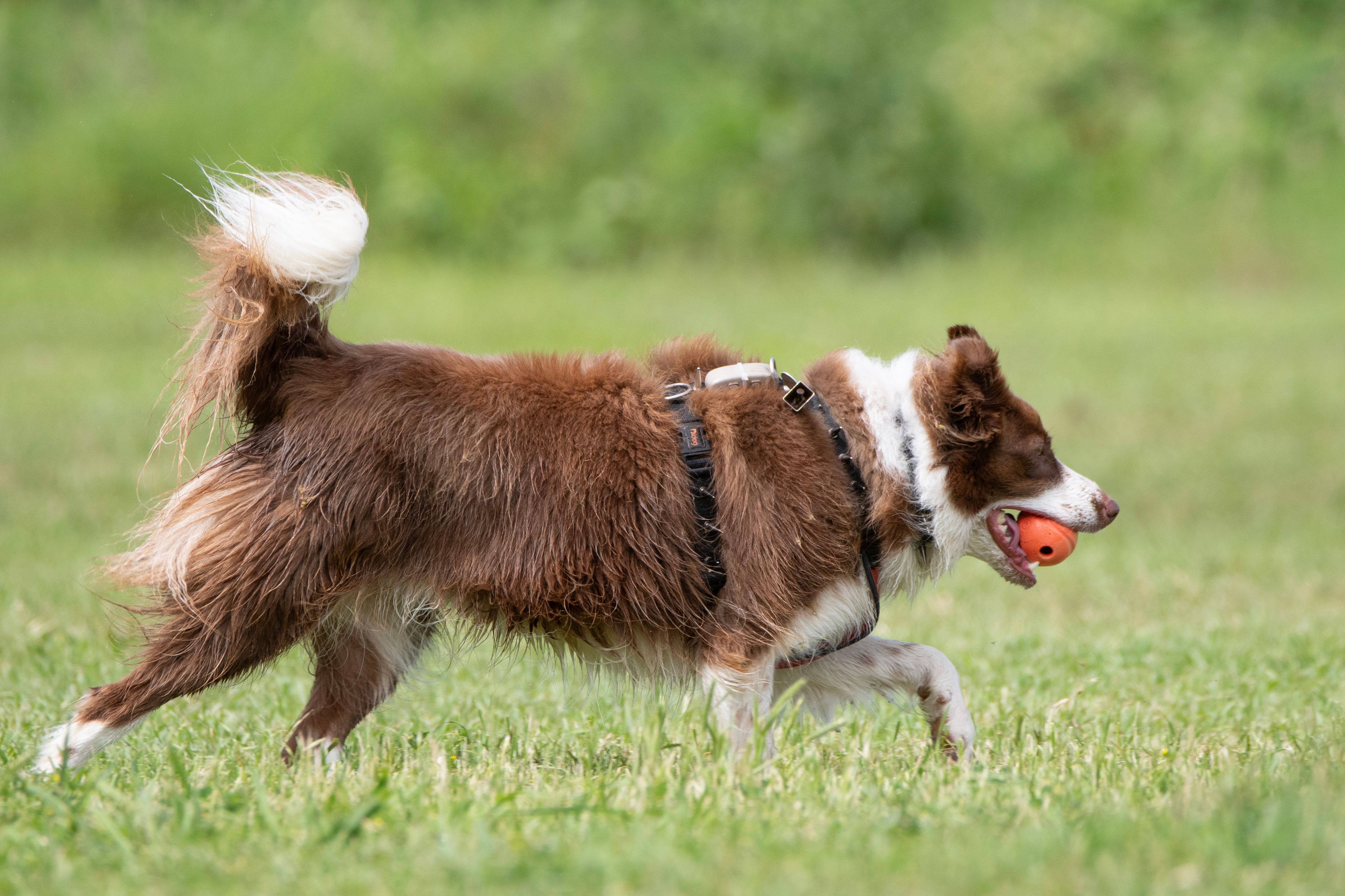 side view of a border collie running
