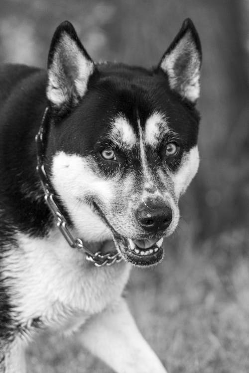 A black and white photo of a dog