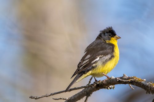 A yellow and black bird perched on a branch