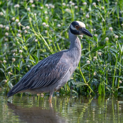 Yellow - crowned night heron