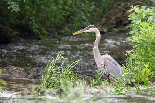 A bird standing in a river next to some bushes