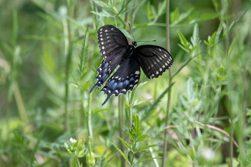 A black butterfly sitting on top of some green grass
