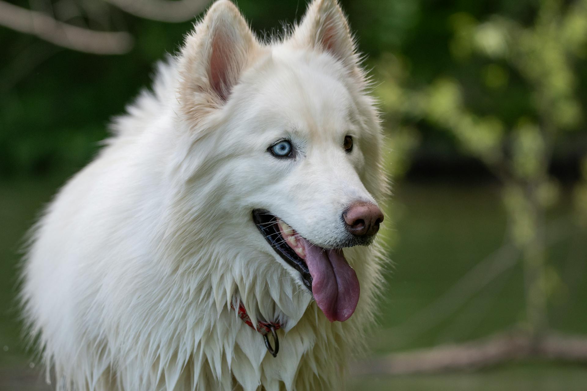 Närbild av en samojed