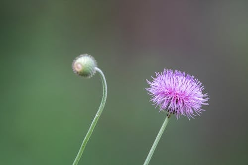 Two purple flowers with green stems in the background