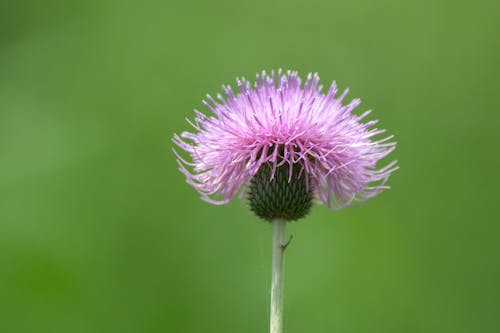 A thistle flower is shown in this photo