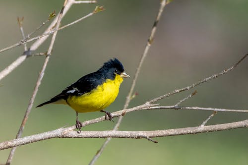 A yellow and black bird perched on a branch