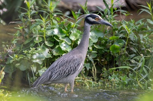 A bird standing in the water near some plants