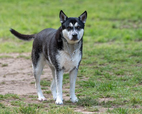 Foto d'estoc gratuïta de alerta, animal, bufó