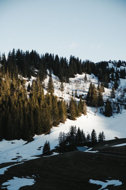 Snow-covered pine forest in La Clusaz, Auvergne-Rhône-Alpes, France.