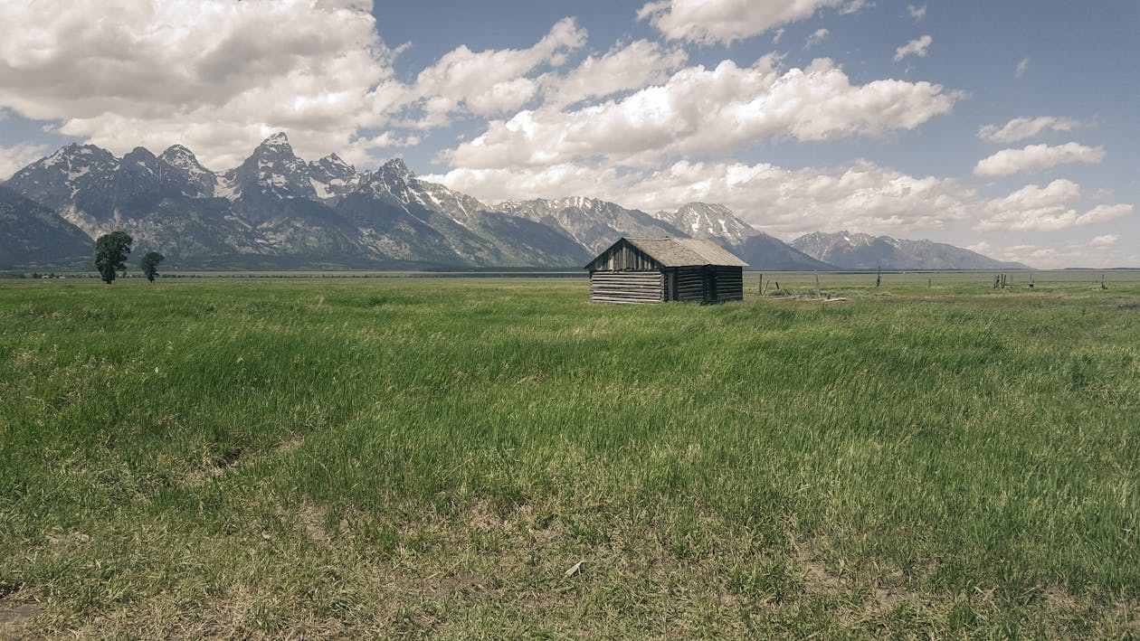 Green Grass Lawn