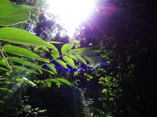 Free stock photo of forest, himachal hills, lens flare Stock Photo
