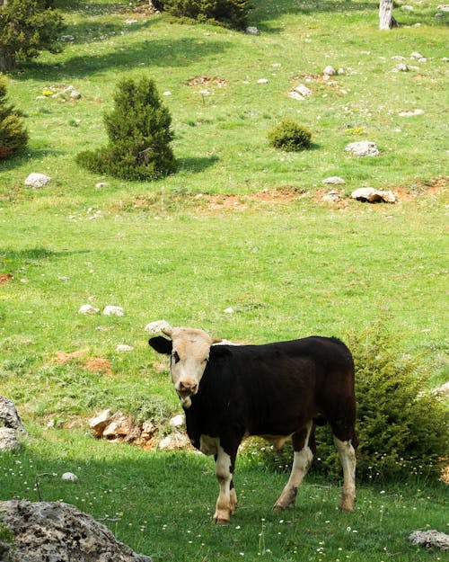 一群動物, 乳製品, 乾草地 的 免费素材图片