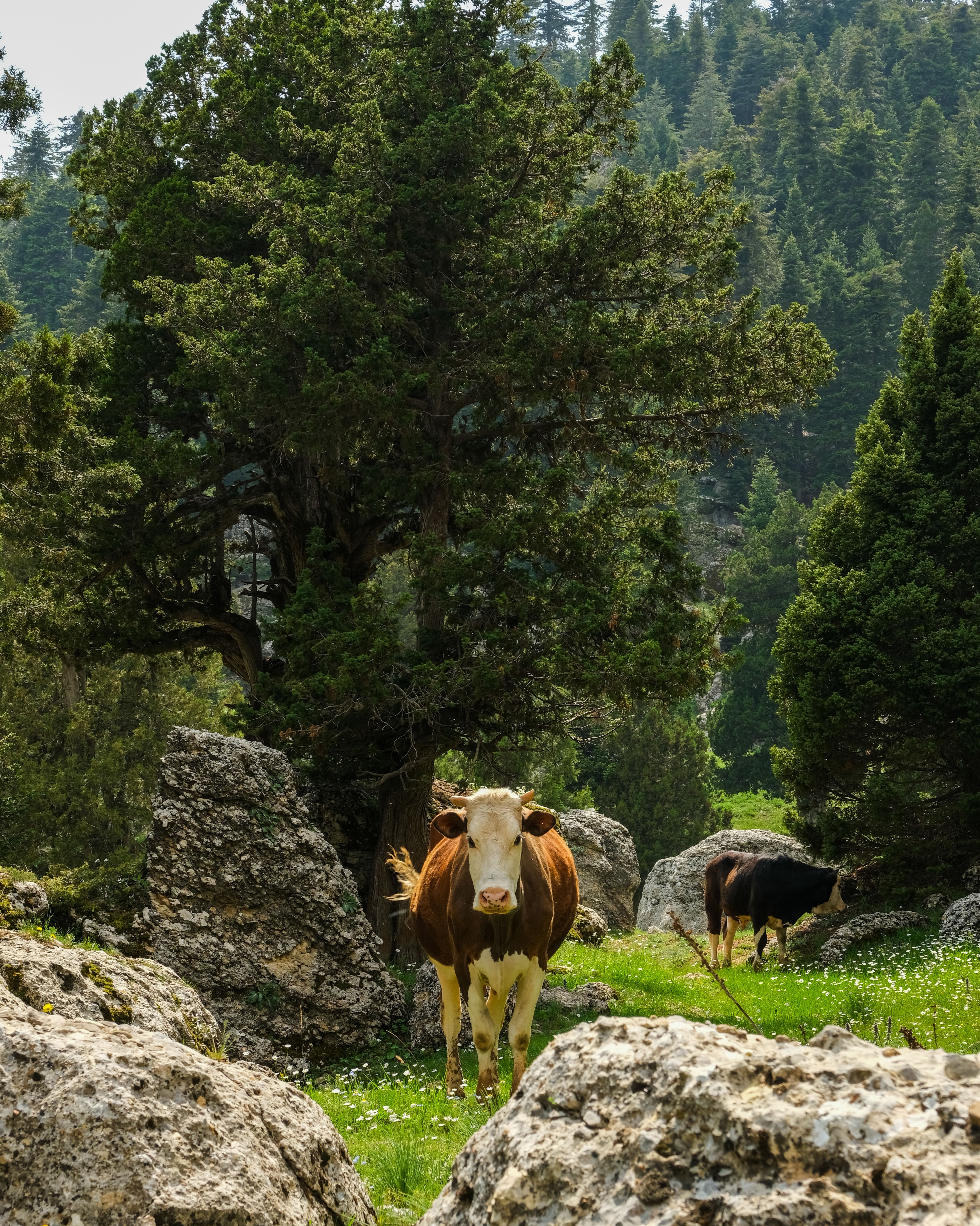 Cows grazing on a green meadow