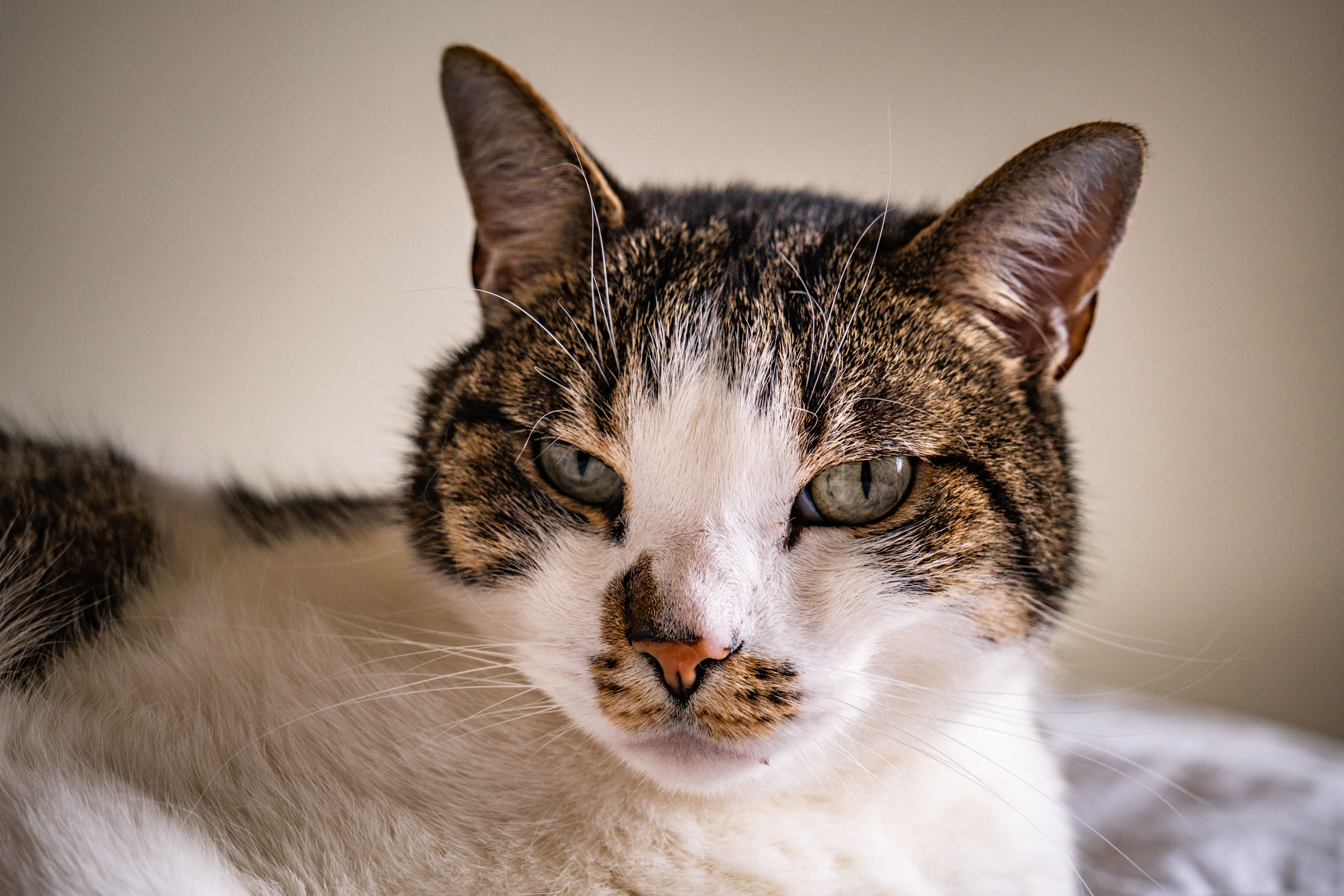 Veterinary care for a cat