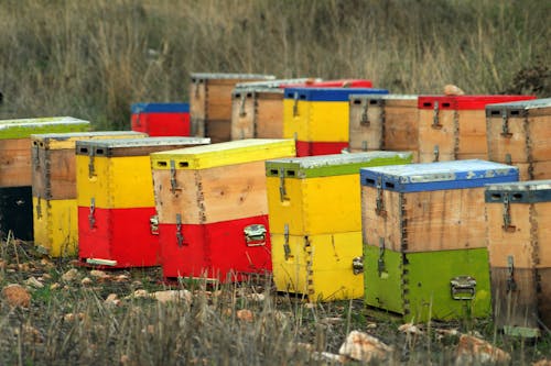 Gratis arkivbilde med åker, bie, bier