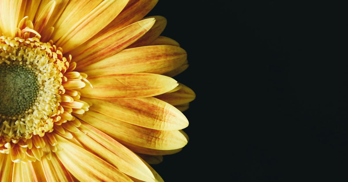 Close-up Photography of Yellow Gerbera Daisy Flower