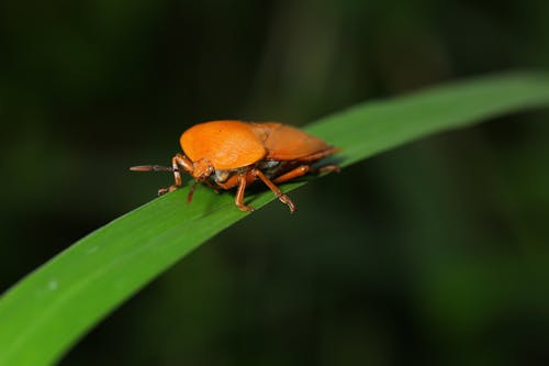 Free Close-Up Photo of Insect on Leaf Stock Photo