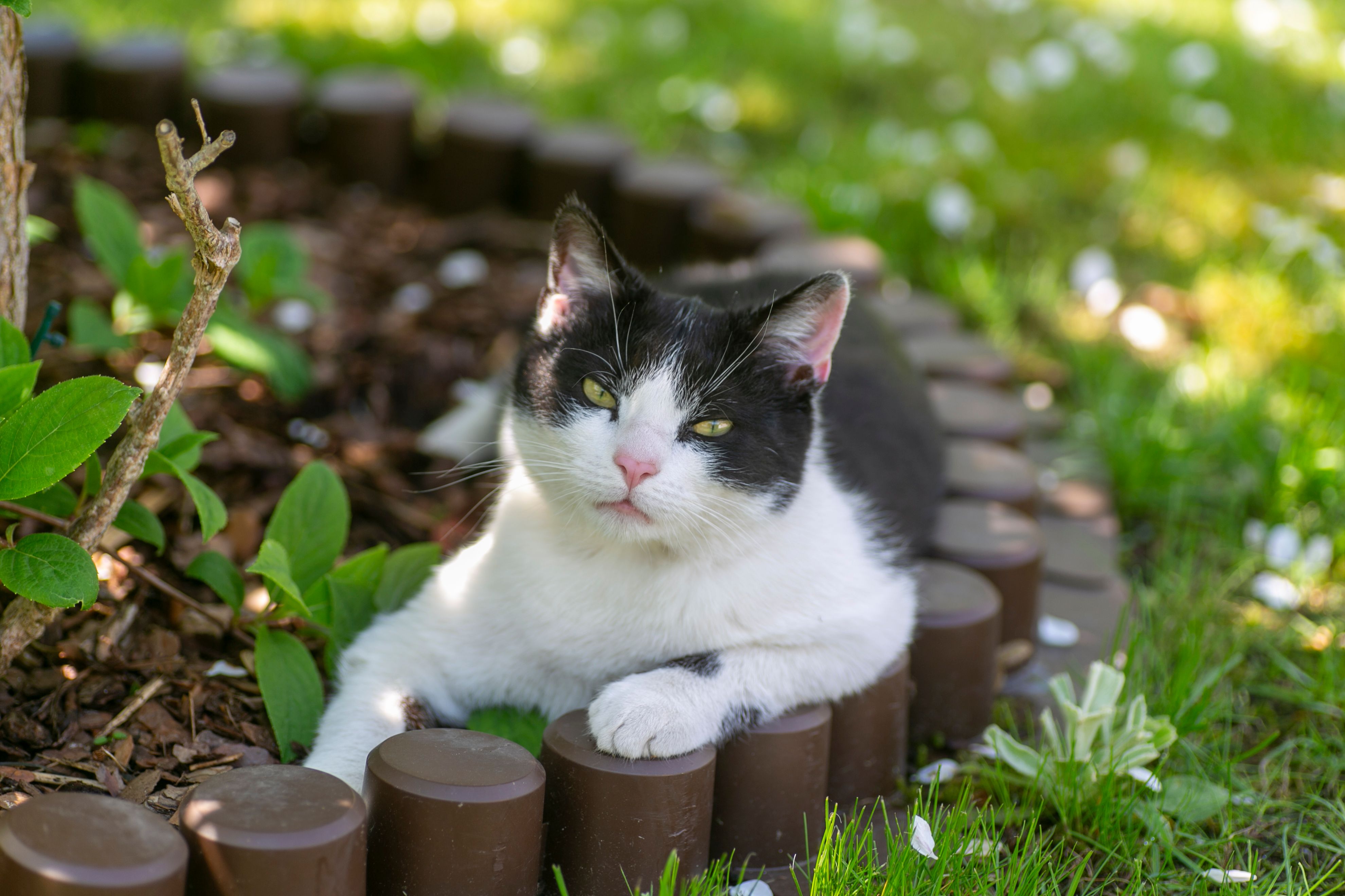 Black and White Cat Lying Down · Free Stock Photo