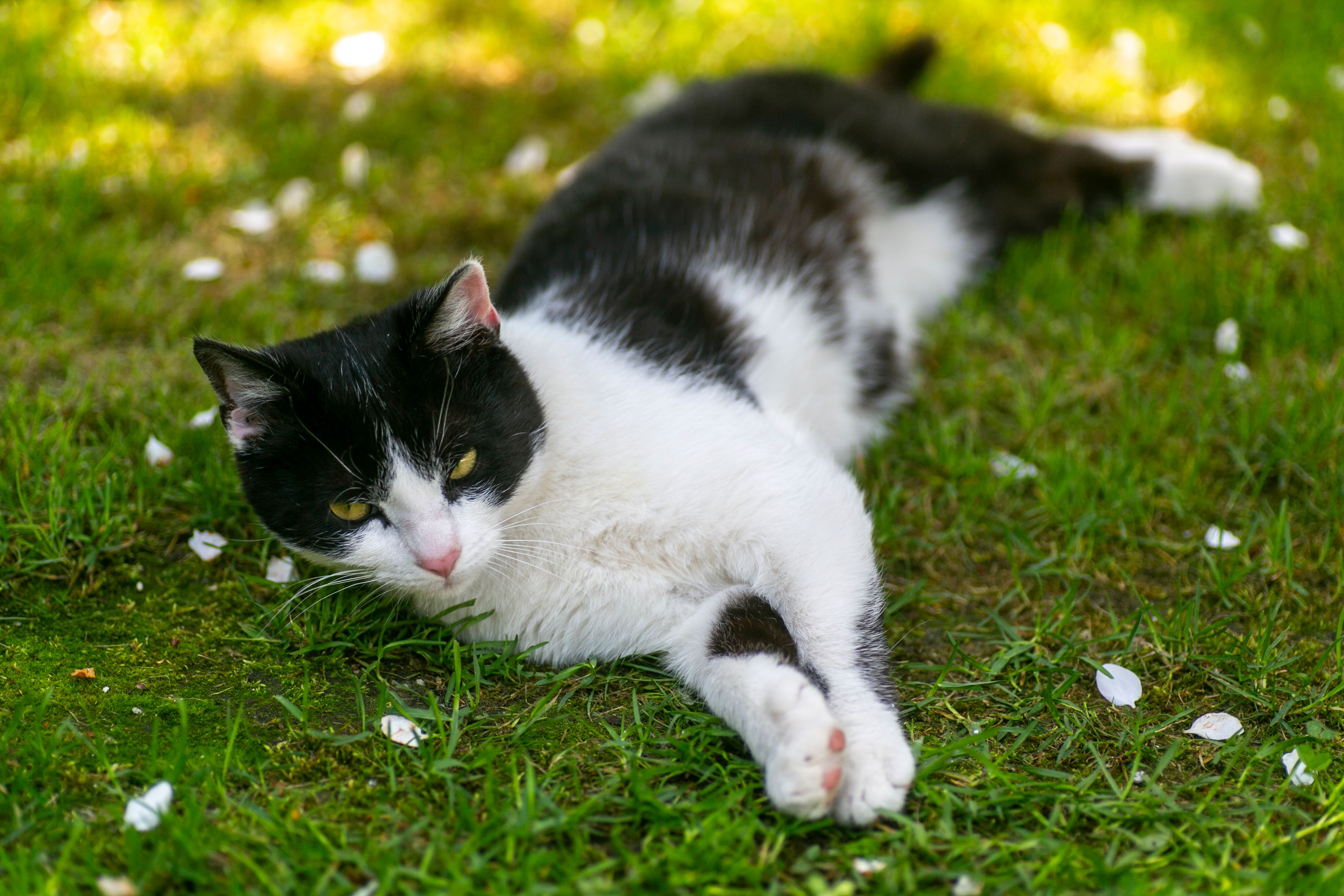 Fluffy Cat Lying on Grass in Shadow · Free Stock Photo