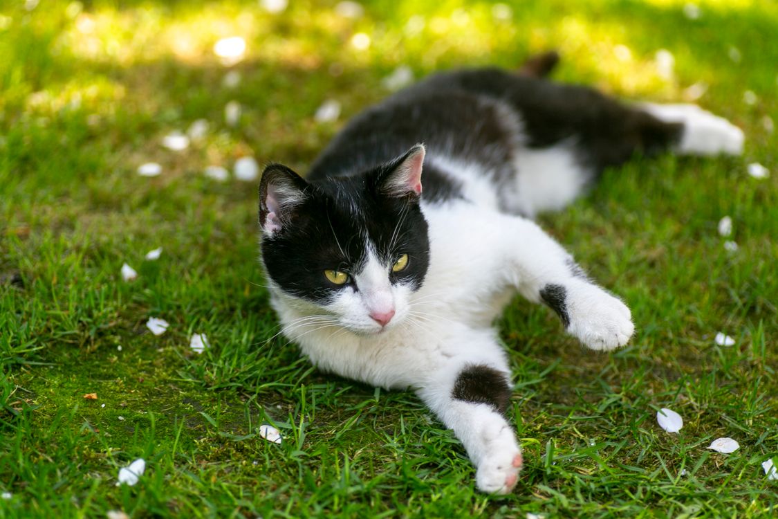 Black and White Cat Laying on the Grass · Free Stock Photo