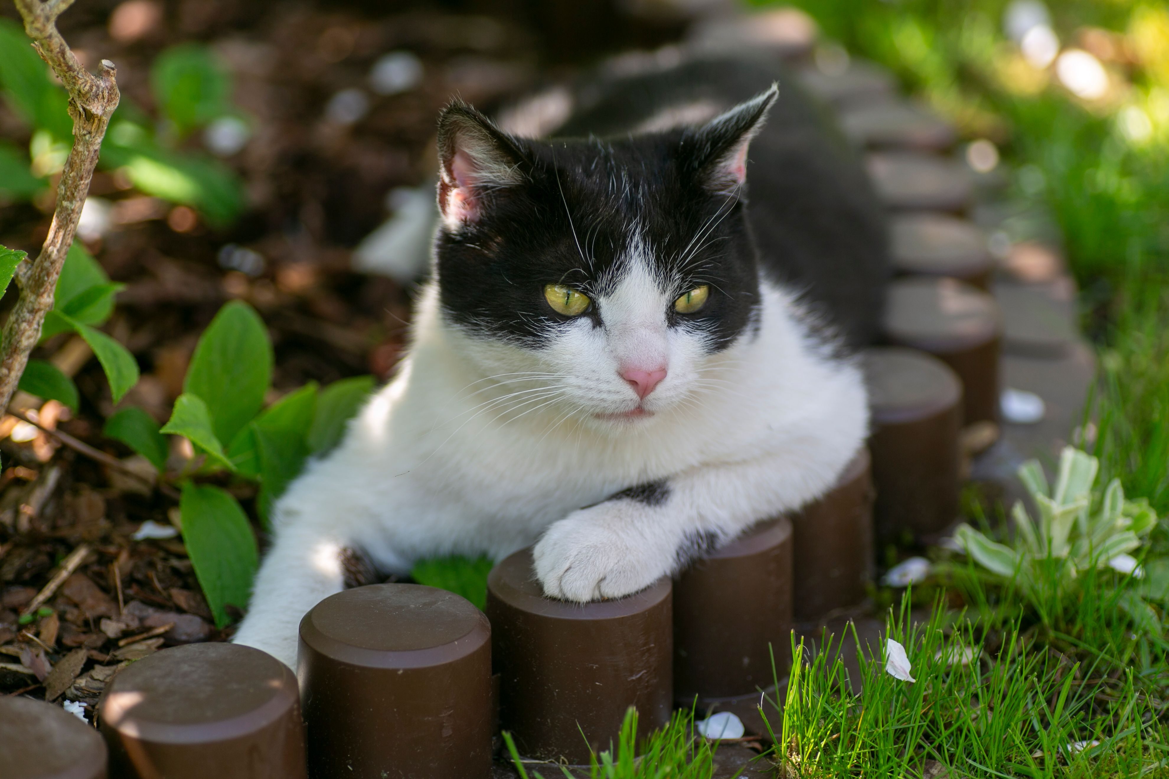 Black and White Cat Lying Down · Free Stock Photo