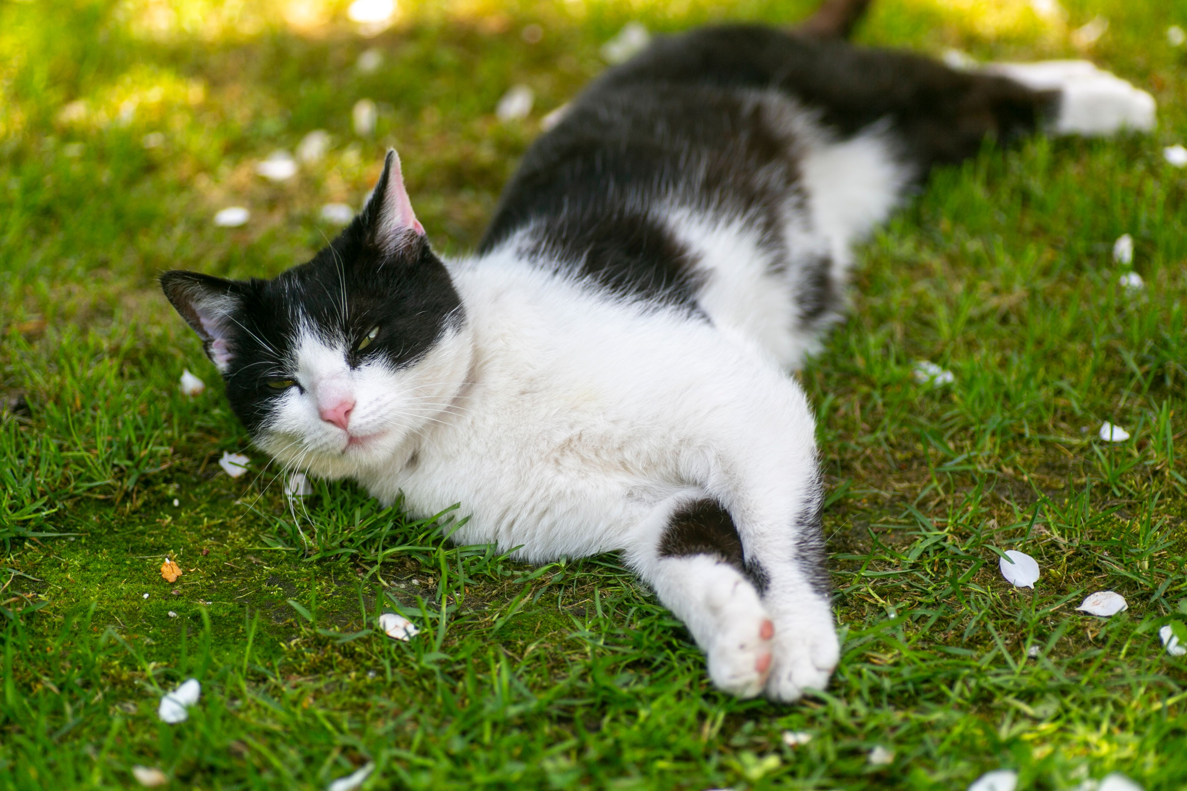 Spring Season Pet Safety Tips - WGN — Photo by Anna Krupa on Pexels
