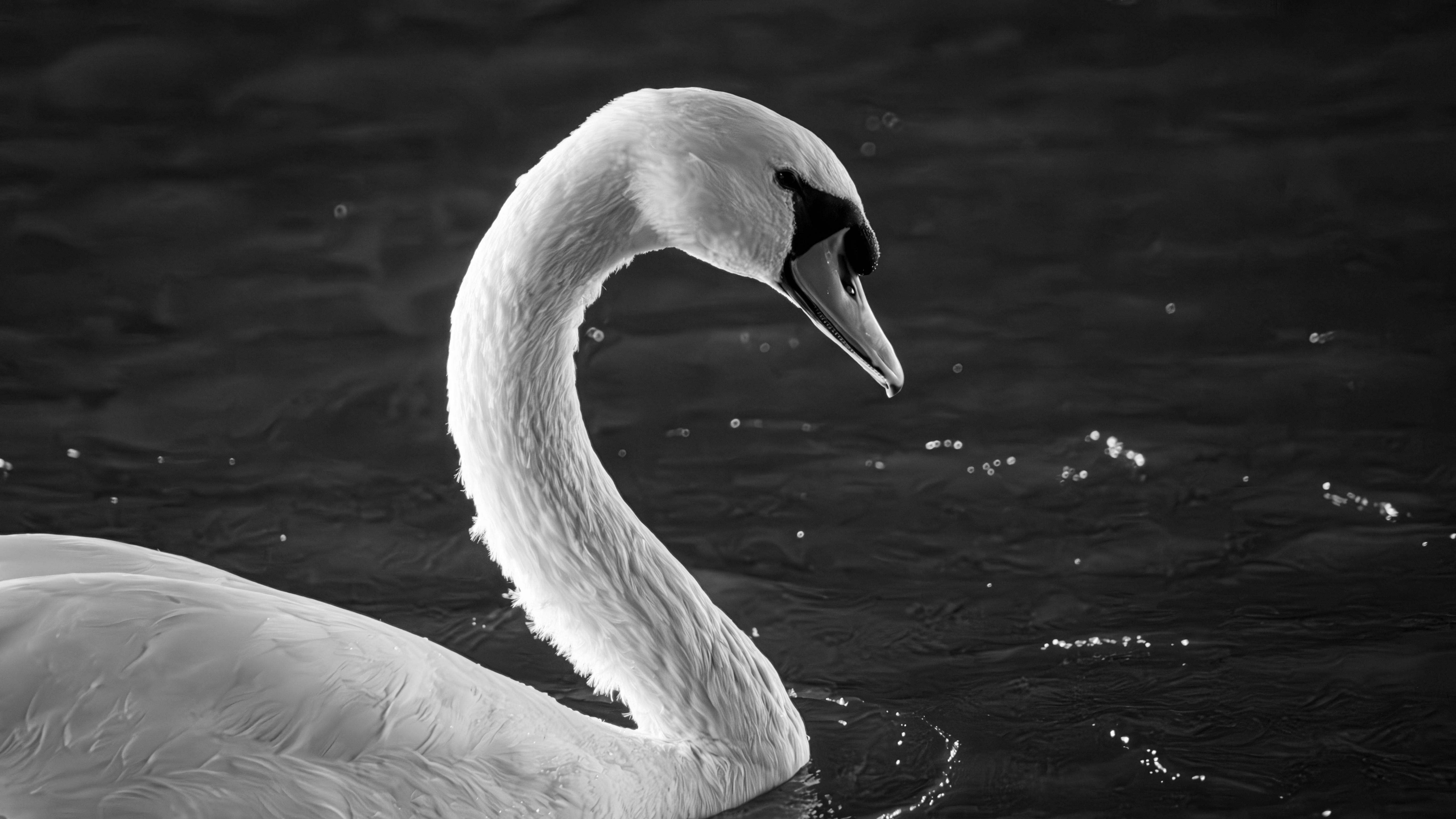 Swan in Black and White · Free Stock Photo