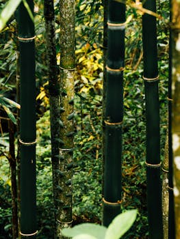 Tall green bamboo in a dense forest, showcasing natural beauty and tranquility.
