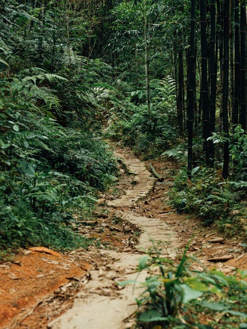 Foto d'estoc gratuïta de arbres, bosc, Camí